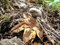 Geastrum pectinatum image