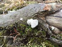 Schizophyllum commune image