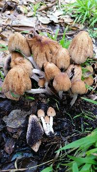 Coprinellus micaceus image