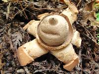 Geastrum triplex image