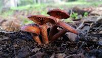 Lactarius rufulus image