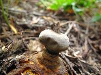 Geastrum pectinatum image