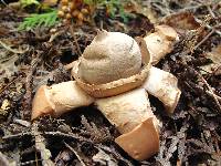 Geastrum triplex image