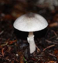 Lepiota atrodisca image