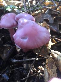 Mycena pura image