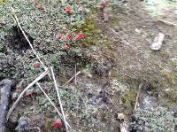 Cladonia cristatella image