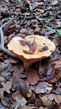 Lactarius alnicola image