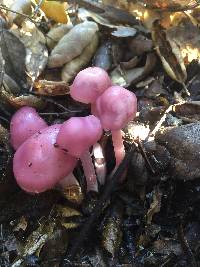 Mycena pura image