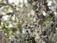 Usnea intermedia image