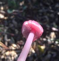 Mycena pura image