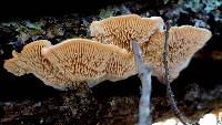 Lenzites betulina image