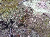 Cladonia cristatella image