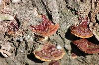 Ganoderma sessiliforme image