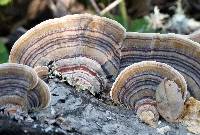 Trametes versicolor image