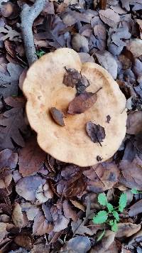 Lactarius alnicola image