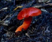 Hygrocybe coccinea image