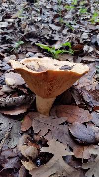 Lactarius alnicola image