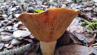 Lactarius alnicola image