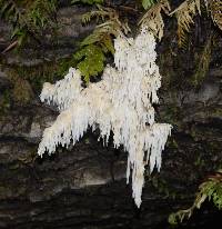 Hericium coralloides image