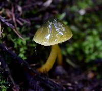 Hygrocybe psittacina var. psittacina image