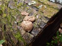 Lycoperdon pyriforme image