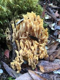 Ramaria lorithamnus image