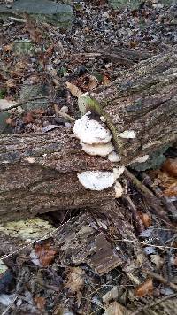 Trametes versicolor image