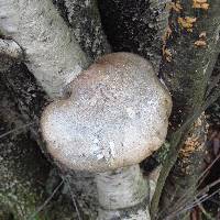 Fomitopsis betulina image