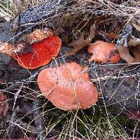 Pycnoporus cinnabarinus image