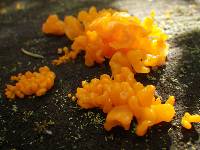 Tremella mesenterica image