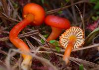 Hygrocybe miniata image