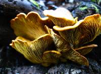 Omphalotus olivascens image