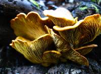 Omphalotus olivascens image