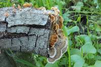 Trametes versicolor image