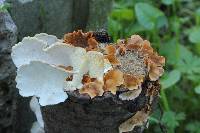 Trametes versicolor image