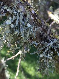 Ramalina leptocarpha image