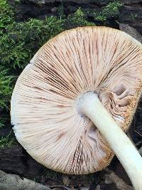 Pluteus cervinus image