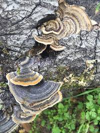 Trametes versicolor image