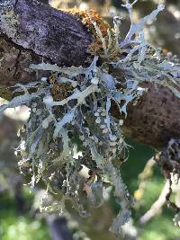 Ramalina leptocarpha image