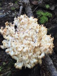 Hericium coralloides image