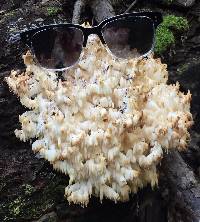 Hericium coralloides image