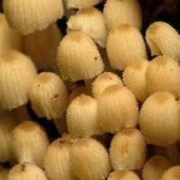 Coprinellus disseminatus image