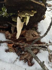 Fomitopsis betulina image