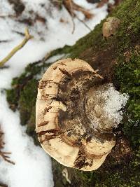 Ganoderma applanatum image