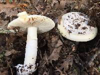 Amanita vernicoccora image