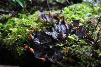 Peltigera neopolydactyla image