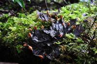 Peltigera neopolydactyla image