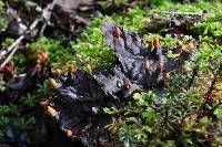 Peltigera neopolydactyla image