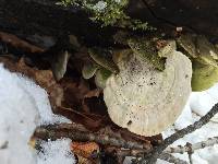 Fomitopsis betulina image