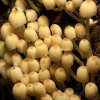 Coprinellus disseminatus image